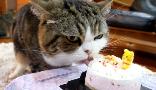 バースデーケーキを堪能するねこ。-Maru thoroughly enjoys the birthday cake.-