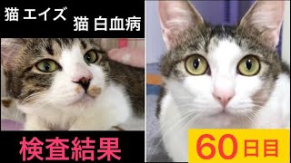 ♯87【猫エイズ・猫白血病 検査】野良猫（モモ&ねこた）を保護して60日目。野良生活が長かった猫達の検査結果がついに出ました‥。【我が家編】