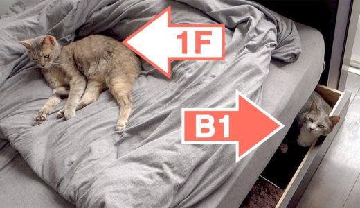 ネコの二段ベッド