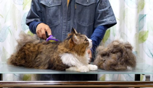 長毛の大型猫がファーミネーターで冬毛を脱ぎ捨てる瞬間！