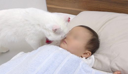 ついに赤ちゃんともふ猫が一緒に寝ました〜！！！