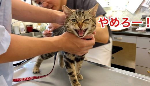 動物病院での注射が嫌すぎて大暴れしてしまった猫