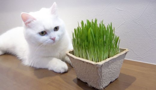 うちの猫の猫草の食べ方が独特で可愛い…！