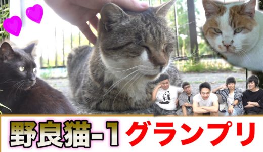【第1回】野良猫-1グランプリが可愛すぎるのでゆっくり見てってね！！