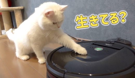 ロボット掃除機を生き物だと勘違いしちゃう猫！