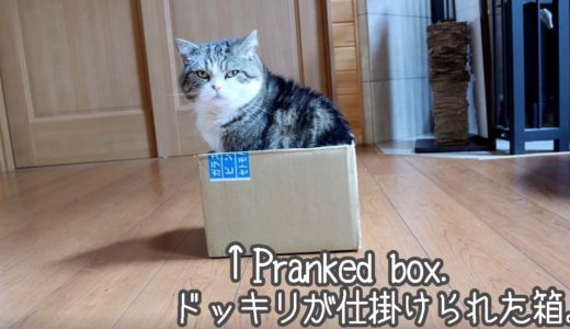 ドッキリな箱とねこ。-Pranked box and Maru.-