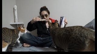 29歳男性が猫と戯れる”だけ”の動画【KUN】