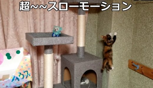 【みかん猫】子猫がキャットタワーから落下!!【Mikan cat】 Kitten falls from the cat tower !!