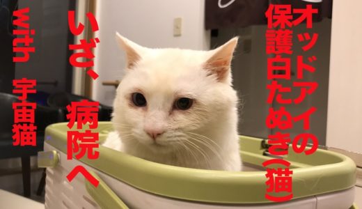 オッドアイの保護白猫、宇宙猫と一緒に通院する　The rescued white cat's medical examination