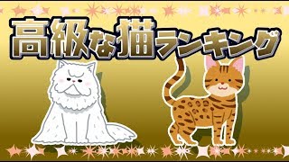 【ゆっくり解説】高級な猫ランキング10選