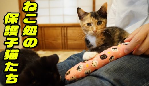 兵庫県明石市 猫カフェ「ねこ処」 6匹の子猫たん 里親募集中！kitten owner wanted