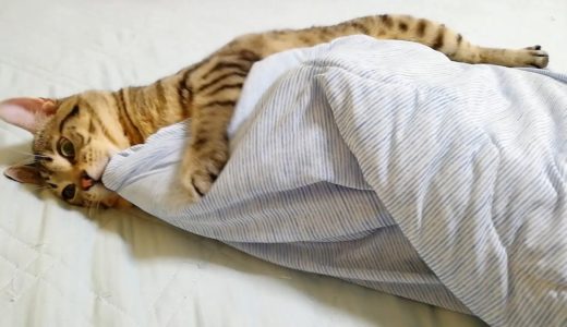 自分でブランケットをかけて寝ようとする賢い猫