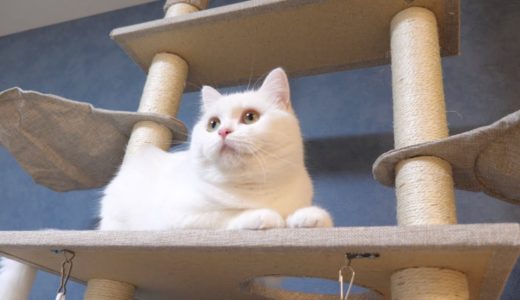 天井まであるキャットタワーではしゃぐ猫が可愛いすぎた…！