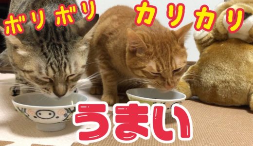 【咀嚼音】おやつを食べるの猫たちがかわいい！