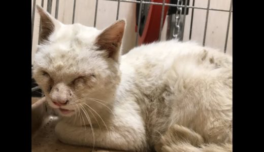 衰弱したボロボロの白猫、保護される　The weakened white cat was rescued