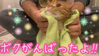 短足マンチカンの子猫茶々2回目のお風呂ッッ！！【日刊ねこもふ生活】