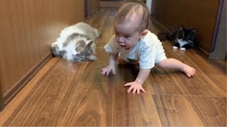 予期せぬ赤ちゃんの動きに困惑する猫 ノルウェージャンフォレストキャット Cat confused by unexpected baby movement