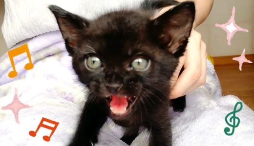 【保護猫】ガリガリの子猫のその後 ～フミフミが止まらない～ a skiny kitten fom the animal shelter.