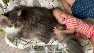 しっぽで赤ちゃんをご機嫌にさせる猫 ノルウェージャンフォレストキャット Cat that makes baby happy with tail
