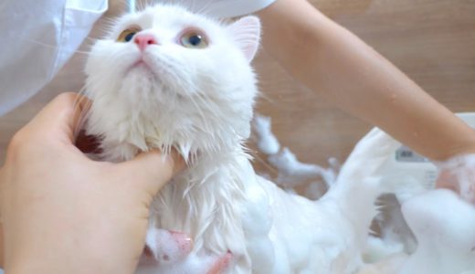 敏感肌のもふ猫が薬用シャンプーで泡まみれに…！？