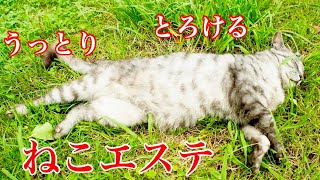 【癒し猫】うっとりとろける『ねこエステ』【可愛い】野良猫動画