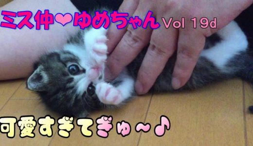 【子猫 成長記録 19d】赤ちゃん猫の仕草が可愛らし過ぎたので、ぎゅ～としてしまった動画です【cute kitten 19d】