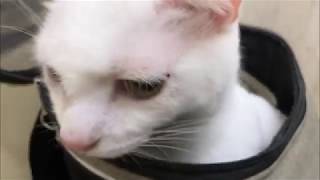 腎不全の宇宙猫、検診に行く(18年9月)　My cat's medical examination for kidney failure