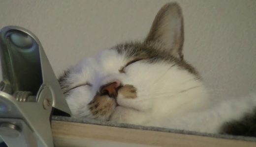 家の猫の寝顔が可愛い過ぎるから垂れ流す