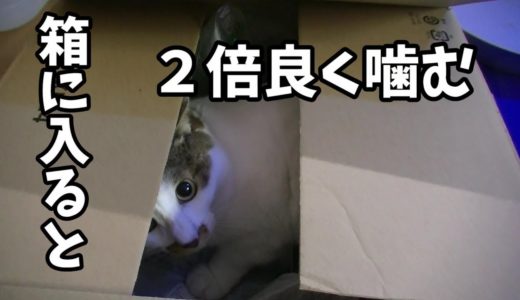 箱に入ると猫は2倍人を噛むようになる気がする
