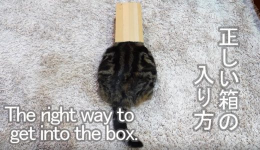 箱の入り方を教えるねこ。-Maru teaches how to get into  the box.-
