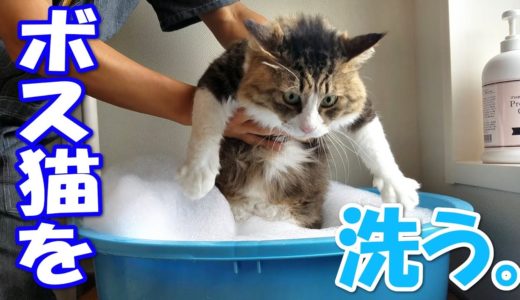 ボス猫、洗いました。【ボス吉シャンプー】