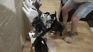 保護猫　子猫　８匹のゴハンの準備　【ねこ cat】