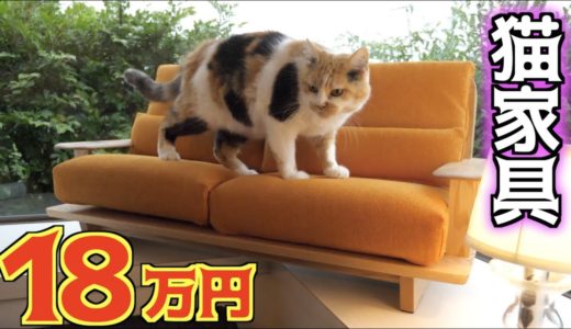 完全オーダーメイドの猫家具を購入！