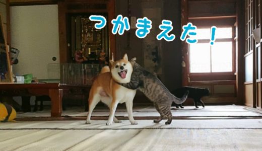 好敵手を得た犬と猫の全力鬼ごっこ Dog and Cat Playing Tag