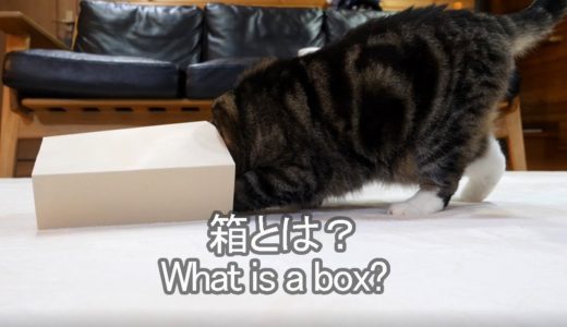 箱とは何かを教えるねこ。-Maru teaches what is a box.-