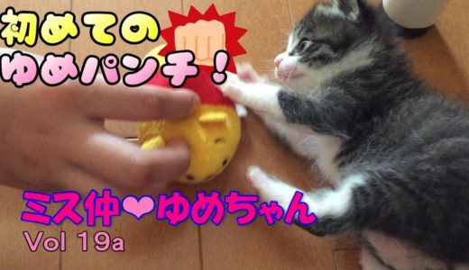 【子猫 成長記録19a】赤ちゃん子猫が人形に初ねこパンチ【cute kitten 19a】