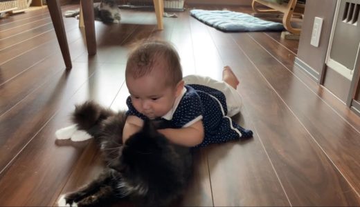 赤ちゃんとの接し方が上手な猫 ノルウェージャンフォレストキャットThe cat is good at how to interact with the baby.