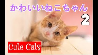 かわいいねこちゃん　その2　cute and funny cats #2