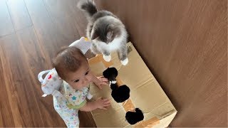 遊びながら赤ちゃんの成長を促進させる猫 ノルウェージャンフォレストキャット Cat that promotes baby’s growth while playing