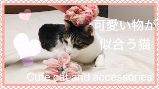 キス子ちゃん☆アクセが似合う♂ねこくん。面白かわいい猫動画。Cat video