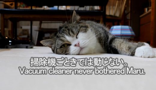 掃除機を気にしないねこ。-Maru does not mind the vacuum cleaner.-