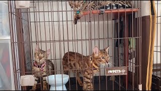 猫部屋掃除をケージの中から監視するベンガル子猫3匹