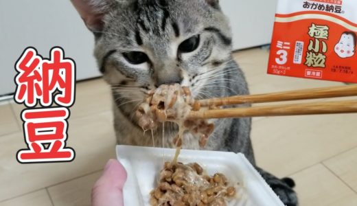 猫が初めて納豆を食べた時の反応が予想外だったｗ