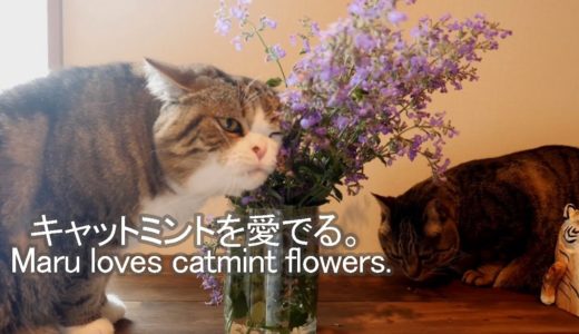 キャットミントを愛でるねこ。-Maru loves catmint flowers.-