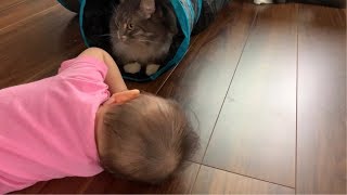 赤ちゃんと一緒に猫用トンネルで遊ぶ猫 ノルウェージャンフォレストキャット  Cat playing in the cat tunnel with the baby