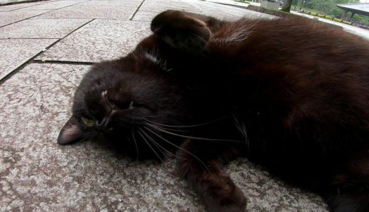 顔見たら即ゴロンと仰向けになる黒猫が可愛過ぎる