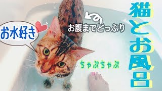 子猫達にお風呂で水慣れさせてたら父猫が本気の水遊び！