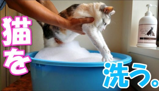 猫、洗いました。【ネコ吉シャンプー】