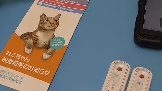 保護猫　保護４４日目　パート４　血液検査結果　【ねこ cat】