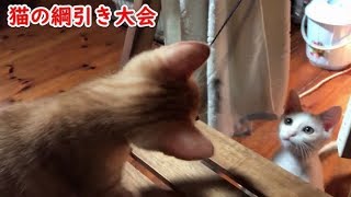 【子猫】猫の綱引き